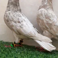 سار هفت‌ رنگ طلایی|پرنده|مشهد, ویلاشهر|دیوار