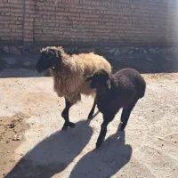 گوسفند فروشی