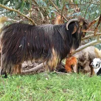 بهده رگ دار