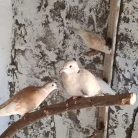 کبوتر خانگی