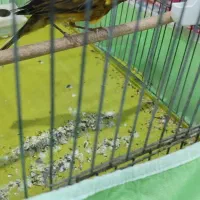 قناری دوعددسفیدوابلغ|پرنده|خمینی‌شهر, |دیوار