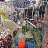 عروس هلندی سالم موقعیت سرایان سه ۴ ۱۸۰۰|پرنده|فردوس (خراسان), |دیوار