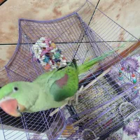 پرنده شاه طوطی|پرنده|بندرلنگه, |دیوار