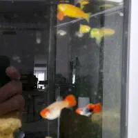 بچه گوپی کوی بالن