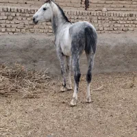 اسب گوسفند بز|اسب و تجهیزات اسب‌سواری|پیشوا, |دیوار