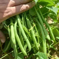خیار شوری لوبیا ترد تازه