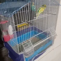 فروش مرغ عشق|پرنده|نقده, |دیوار