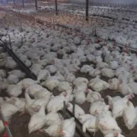 مرغ گوشتی زنده