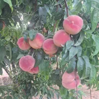 اجاره و فروش میوه باغ سیب و هلو
