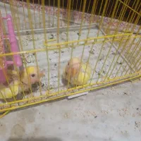 جوجه برزیلی خوش رنگ