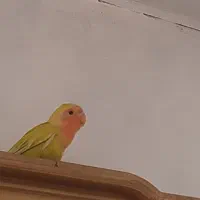 بدو بدو بیا این ور بازار بدو بیا طوطی برزیلی دارم|پرنده|بجنورد, |دیوار