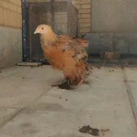 جوجه برهما درشت