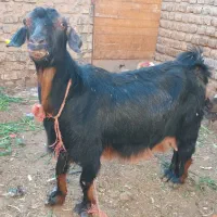 سلام ۲عدد بز بزغاله دار شیرا وجوان