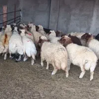 بره ماده داشتی|حیوانات مزرعه|آبدانان, |دیوار