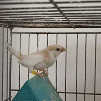 فنچ نژاد دار             معاوضه