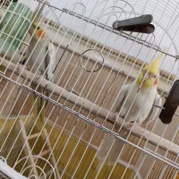 دو جفت عروس هلندی|پرنده|برازجان, |دیوار