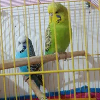 مرغ عشق|پرنده|خرمشهر, |دیوار