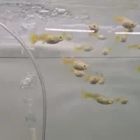 گوپی در انواع نژاد|ماهی|هشتگرد, شهرک اقدسیه|دیوار