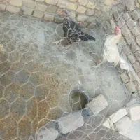 مرغ و خروس لاری