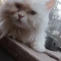 گمشده گربه|حیوانات|گرگان, |دیوار