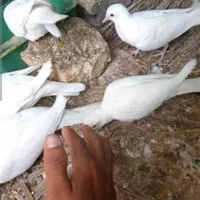 خانگی سفید 600جفتی