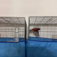 قناری|پرنده|بروجرد, |دیوار