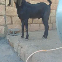 ساورین 1سال