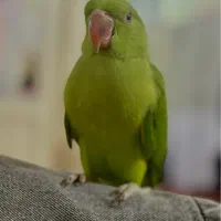 ملنگو سوپر دستی دوماهه نرم خور