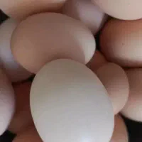 تخم مرغ محلی