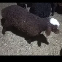 گوسفند بره شیری