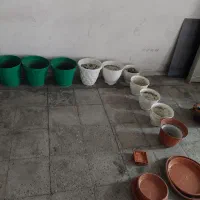 گلدان بزرگ متوسط کوچک|گل و گیاه طبیعی|تهران, بهداشت|دیوار