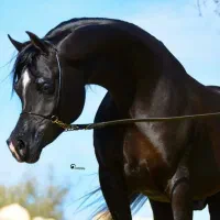 دو راس نریان عرب مصری بالغ و سیلمی (۲سر وارداتی)