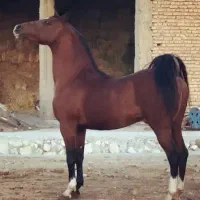اجاره اسب
