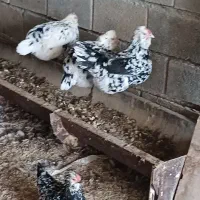 تخم مرغ گلین نطفه دار|حیوانات مزرعه|نجف‌آباد, مزرعه طالب|دیوار