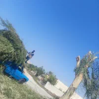 خدمات انجام حرص  درخت رایگان وخرید چوب