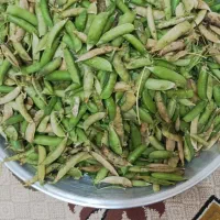 نخود فرنگی محلی موجود