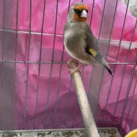 تعدادی سهره کرمونی تازه صاف همگی به شرط خوندن