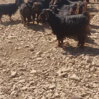 بز جوان|حیوانات مزرعه|سیوان, |دیوار