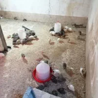 بلدرچین گوشتی خونگی و کفتر