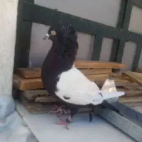 کفتر|پرنده|شیراز, لب آب|دیوار