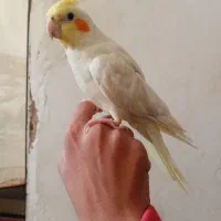 عروس هلندی|پرنده|تربت جام, میان جام|دیوار