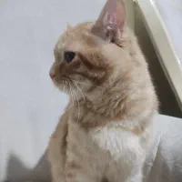 گربه نارنجی