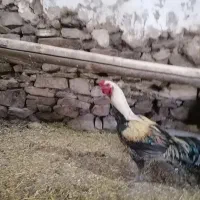 خروس لاری