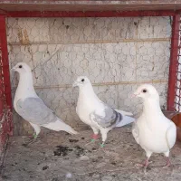 5 عدد پشت دار آلمانی