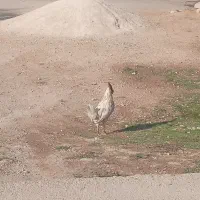 خروس و مرغ و ماهی زنده و جوجه لاری جوجه کردی سینم|حیوانات مزرعه|ایوان, |دیوار