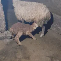 ۲عدد گوسفند بره دار دامازدغ|حیوانات مزرعه|مرادلو, |دیوار