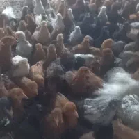 جوجه محلی فروشی