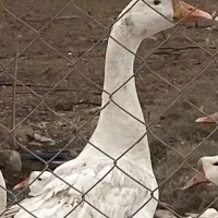 غاز اوکراینی