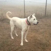 سگ نر سرابی