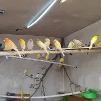 جوجه قناری رسمی